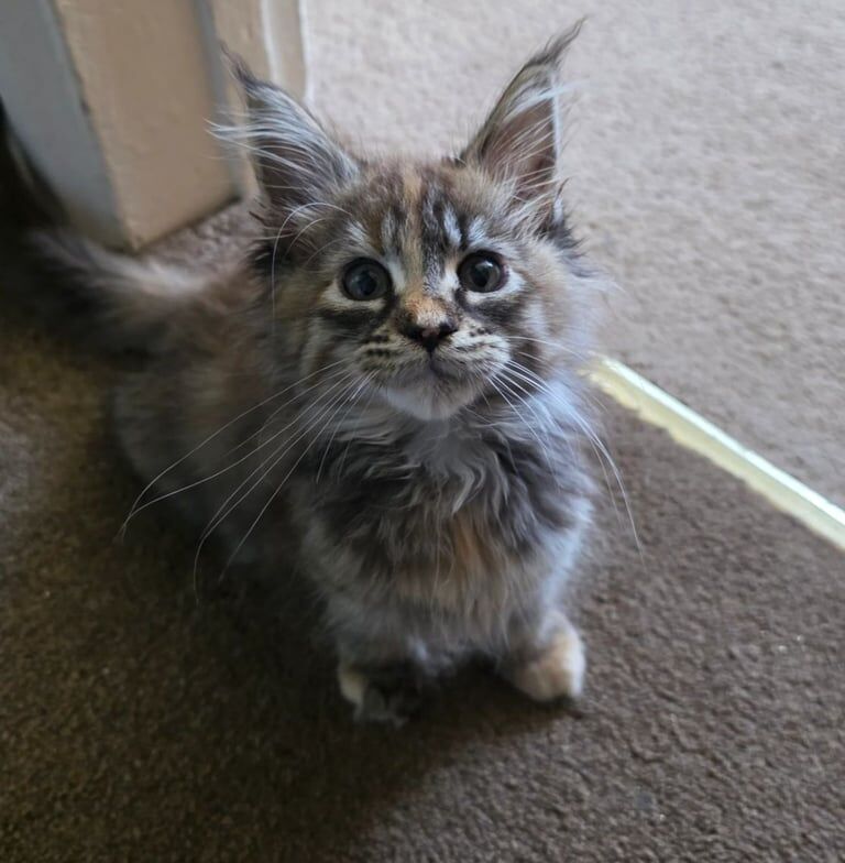 Maine Coon kittens for sale in Southport, Merseyside – 3 months old