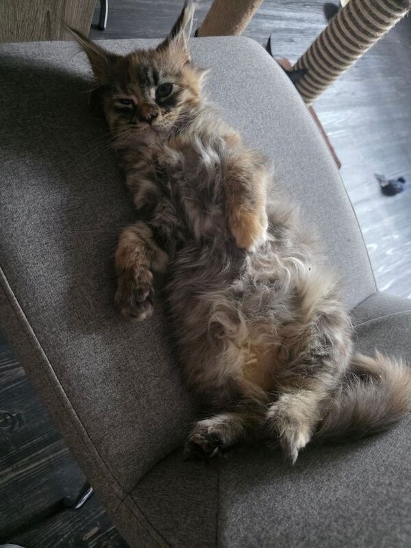 Maine Coon kittens for sale in Southport, Merseyside – 3 months old - Image 2 of 3