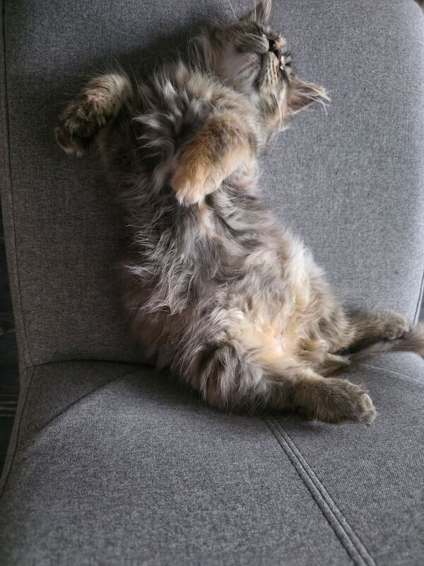 Maine Coon kittens for sale in Southport, Merseyside – 3 months old - Image 3 of 3