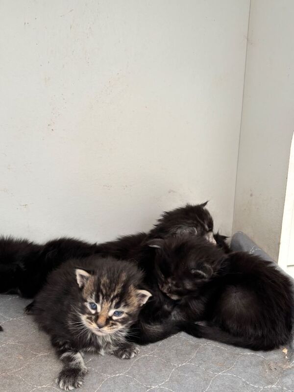Maine Coon Kittens For Sale