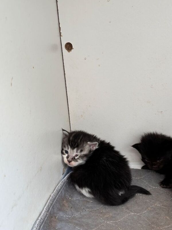 Gorgeous Maine coon - Image 3 of 3