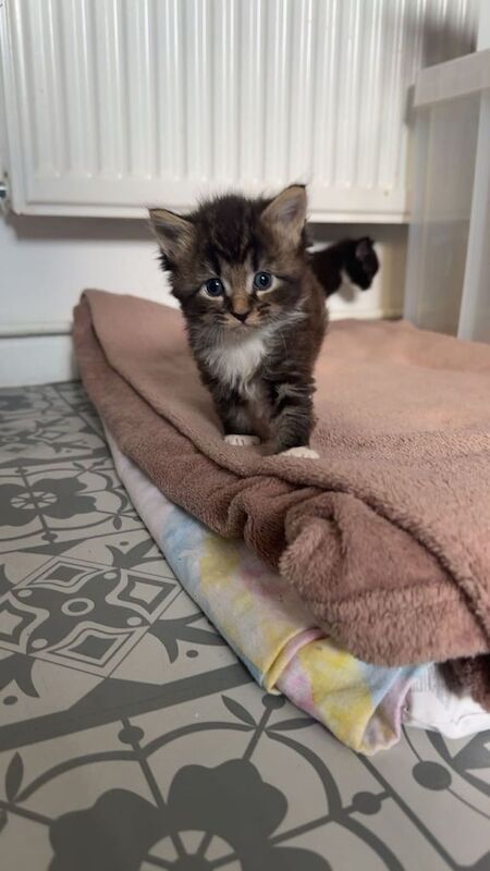 Maine Coon kittens for sale in Norwich, Norfolk – 5 weeks old