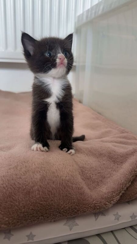 Maine Coon kittens for sale in Norwich, Norfolk – 5 weeks old - Image 2 of 3