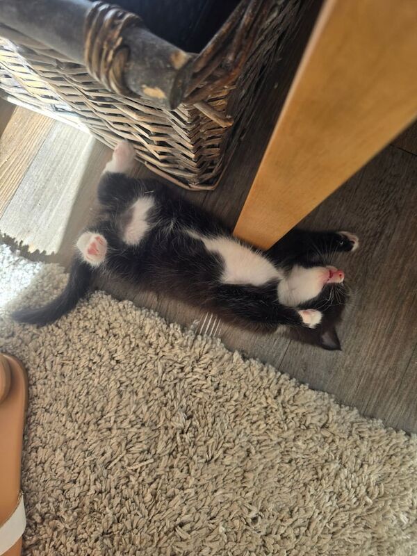Maine Coon kittens for sale in Norwich, Norfolk – 5 weeks old - Image 3 of 3