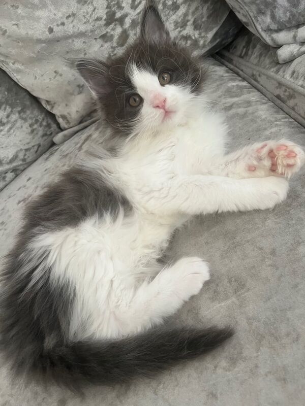 Gorgeous Maine coon kittens! for sale in Skegness, Lincolnshire - Image 2