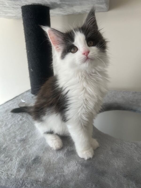 Gorgeous Maine coon kittens! for sale in Skegness, Lincolnshire - Image 3