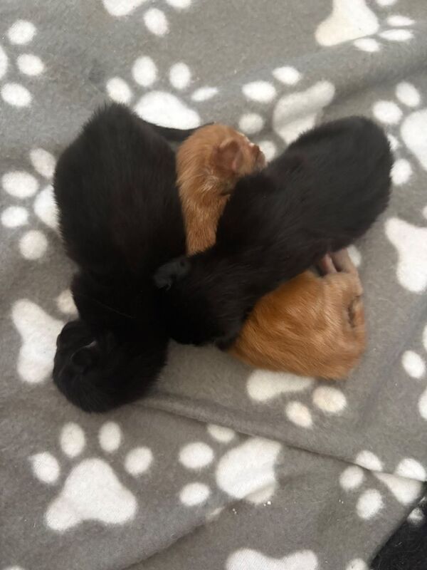 Gorgeous Maine Coon Kittens - Image 4 of 6