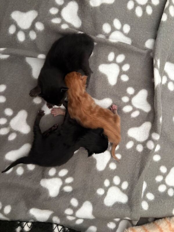 Gorgeous Maine Coon Kittens - Image 5 of 6