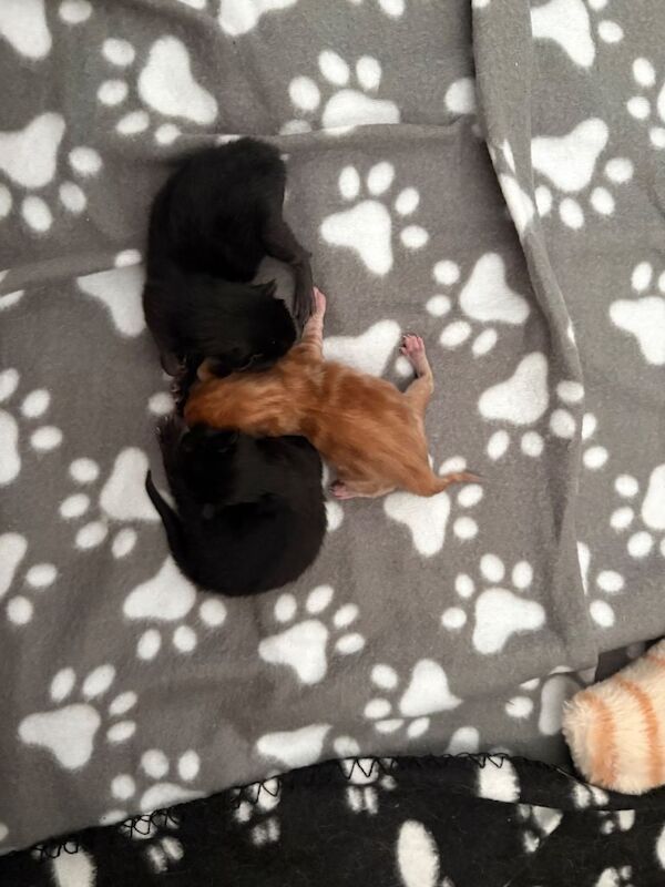 Gorgeous Maine Coon Kittens - Image 6 of 6