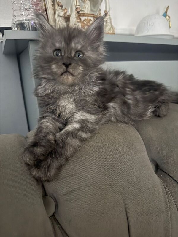 Gorgeous Maine coon kittens cash on collect only!!!!!