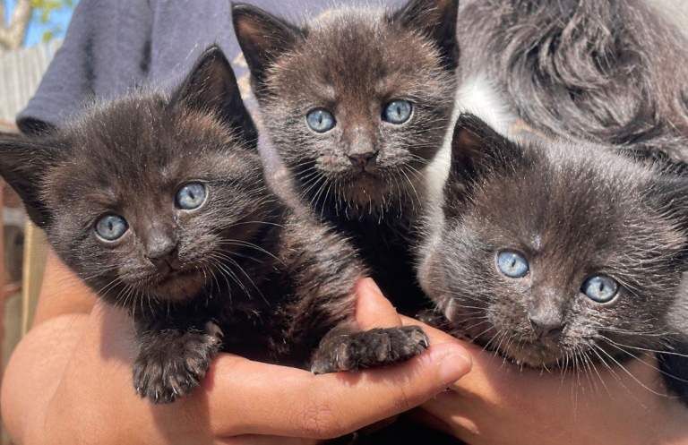 Gorgeous maine coon & tabby breed kittens for sale