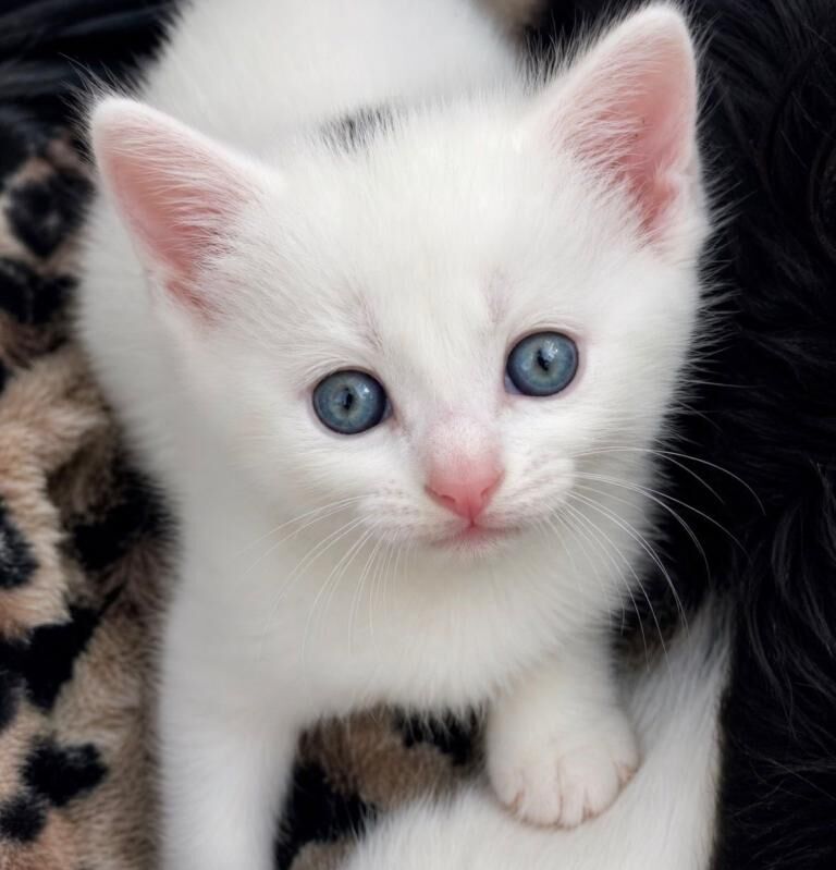 Gorgeous maine coon & tabby breed kittens for sale - Image 2 of 4