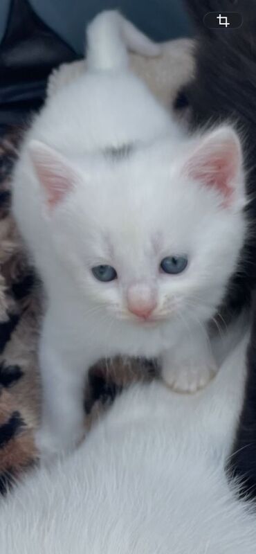 Gorgeous maine coon & tabby breed kittens for sale - Image 3 of 4