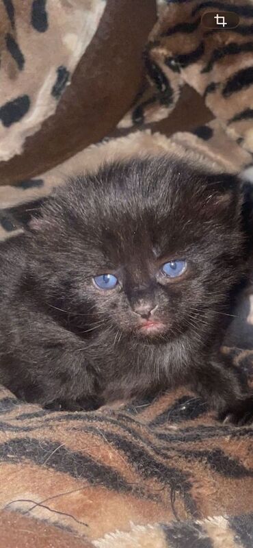 Gorgeous maine coon & tabby breed kittens for sale - Image 4 of 4