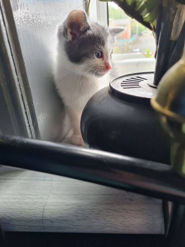 Gorgeous maine coon x kittens - Image 3 of 9