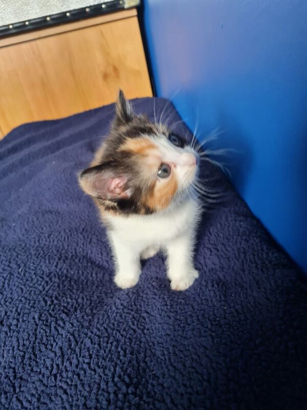 Gorgeous maine coon x kittens - Image 5 of 9