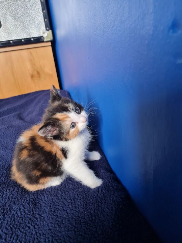 Gorgeous maine coon x kittens - Image 6 of 9