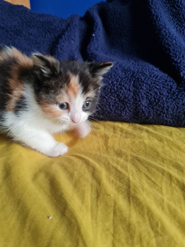 Gorgeous maine coon x kittens - Image 8 of 9