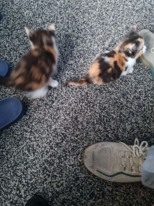Gorgeous maine coon x kittens - Image 9 of 9
