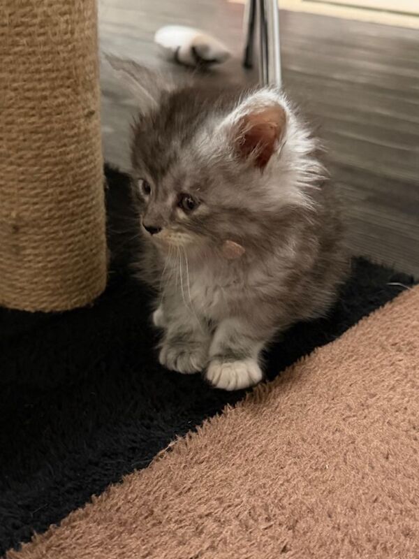 Maine Coon kittens for sale in Southport, Merseyside – 9 weeks old - Image 2 of 6