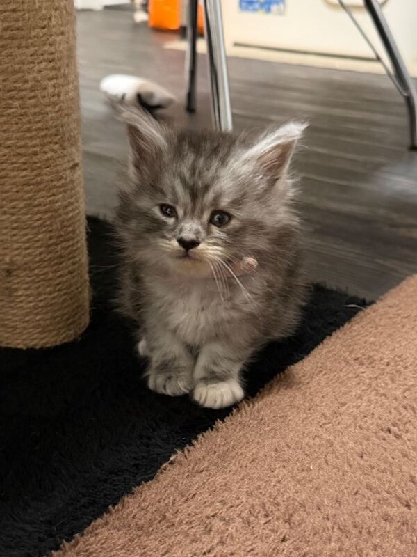 Maine Coon kittens for sale in Southport, Merseyside – 9 weeks old - Image 3 of 6