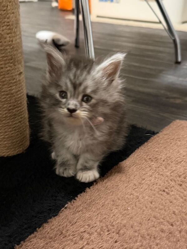 Maine Coon kittens for sale in Southport, Merseyside – 9 weeks old - Image 4 of 6