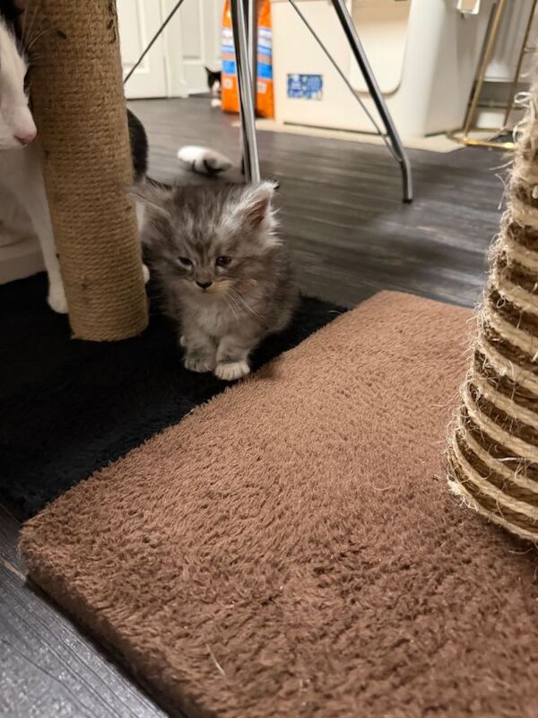 Maine Coon kittens for sale in Southport, Merseyside – 9 weeks old - Image 6 of 6