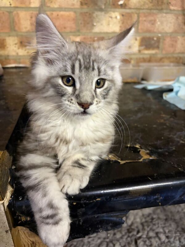 Gorgeous pedigree maine coon kittens