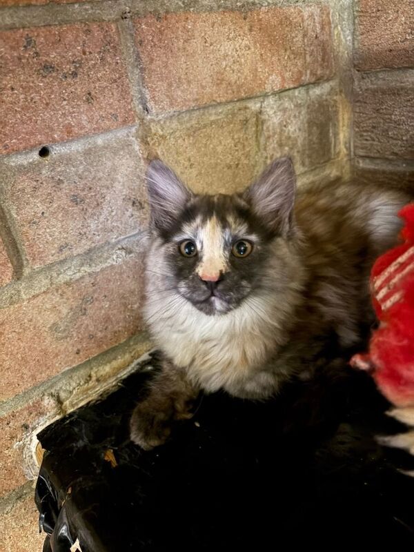 Gorgeous pedigree maine coon kittens - Image 2 of 4