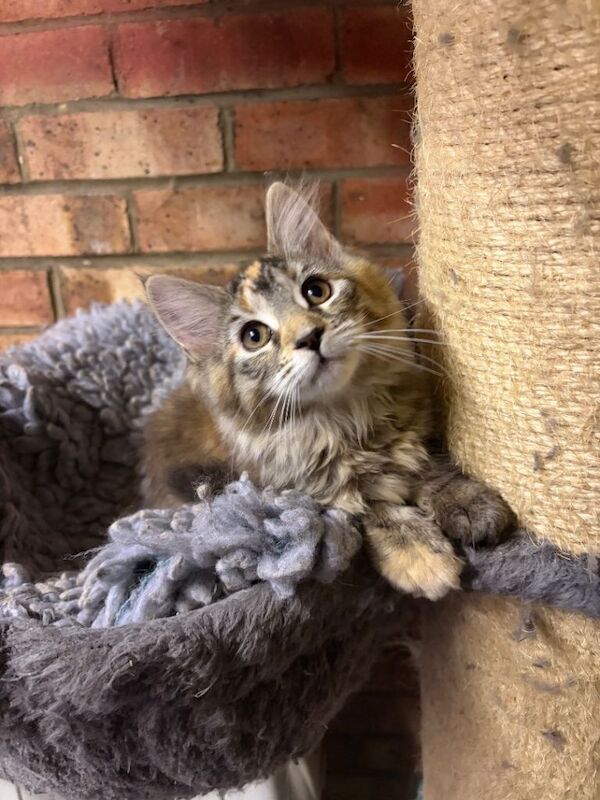 Gorgeous pedigree maine coon kittens - Image 3 of 4