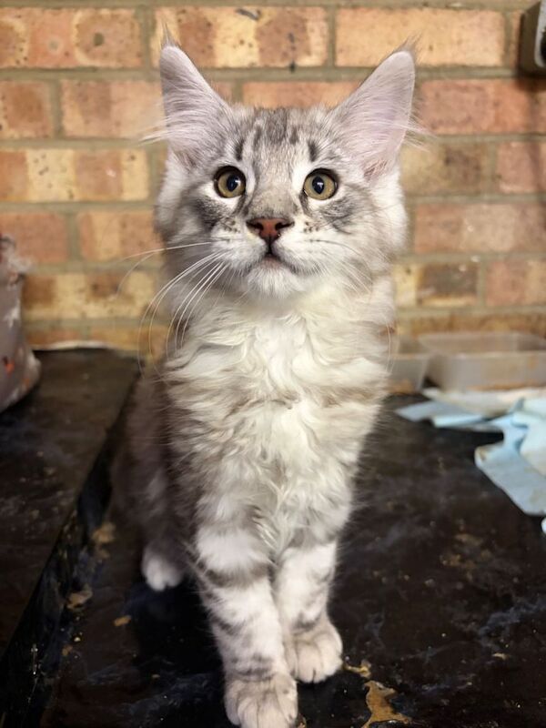 Gorgeous pedigree maine coon kittens - Image 4 of 4