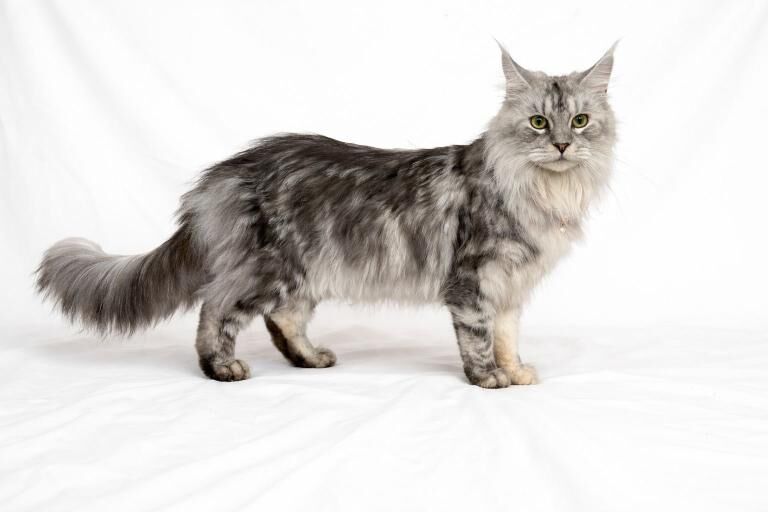 Gorgeous silver tabby Maine coon girls - Image 2 of 4