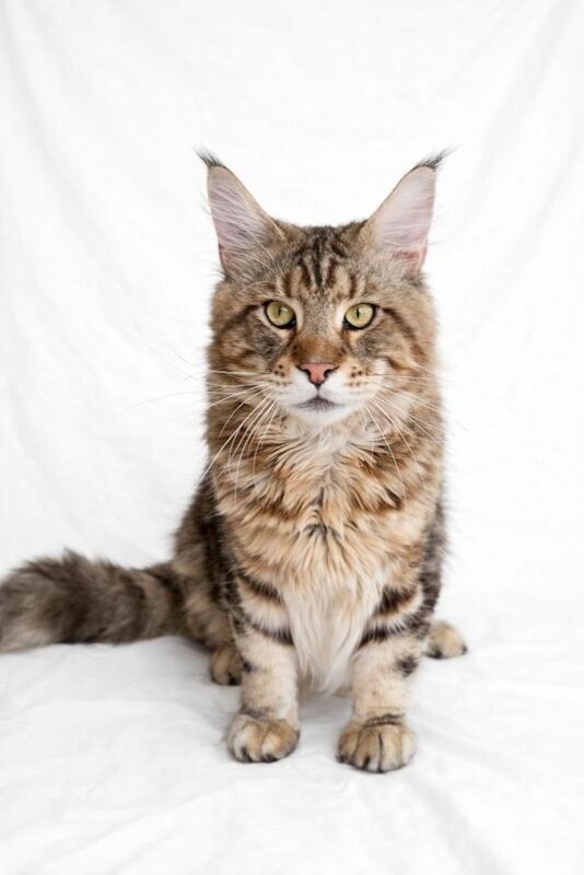 Gorgeous silver tabby Maine coon girls - Image 3 of 4