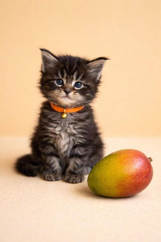Gorgeous silver tabby Maine coon girls - Image 4 of 4