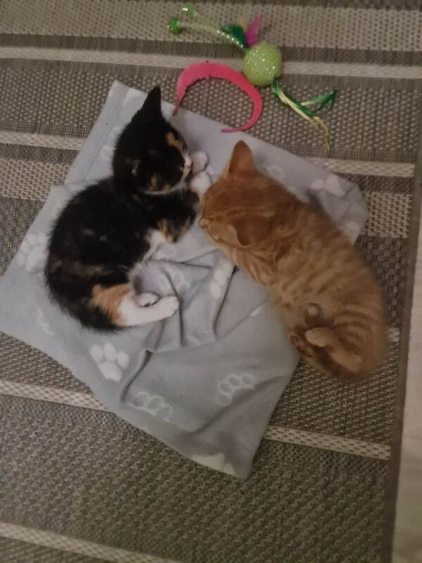 Maine Coon kittens for sale in Arnold, Nottinghamshire β 8 weeks old - Image 2 of 4