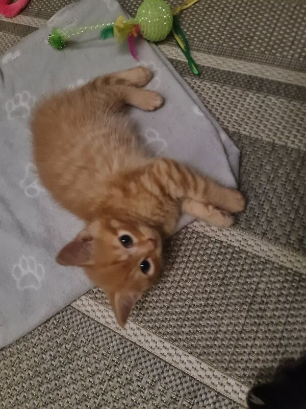 Maine Coon kittens for sale in Arnold, Nottinghamshire β 8 weeks old - Image 3 of 4