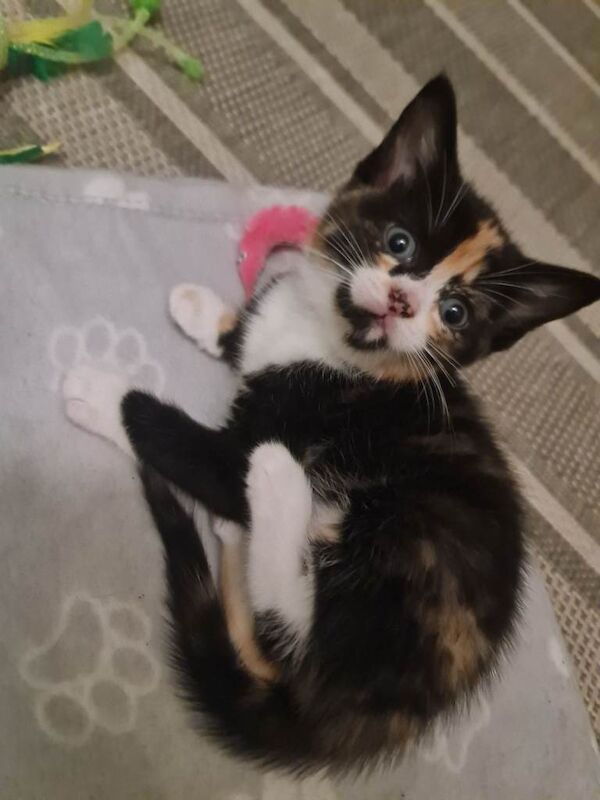 Maine Coon kittens for sale in Arnold, Nottinghamshire β 8 weeks old - Image 4 of 4