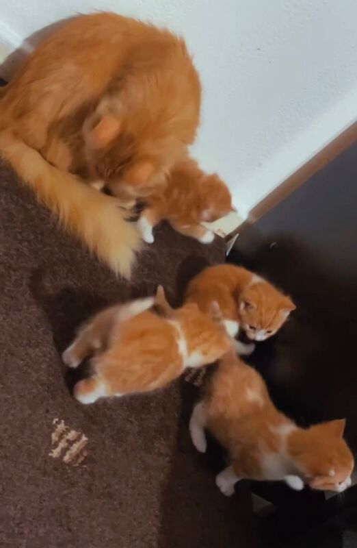 Maine Coon Kittens For Sale Under £300