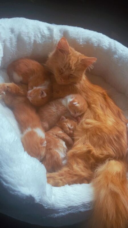 Half main coon half feline domestic kitrens - Image 2 of 2