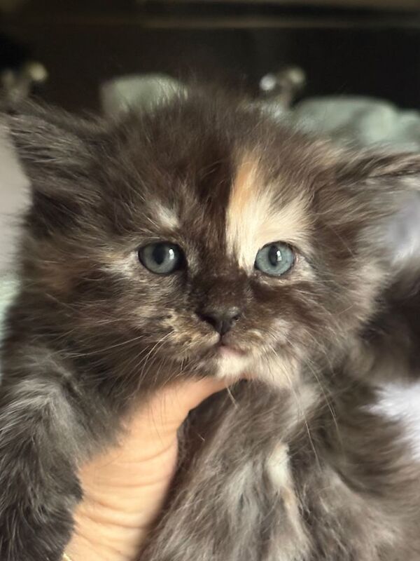 Half maincoon