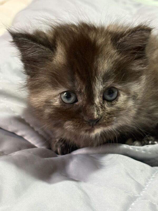 Half maincoon - Image 2 of 6