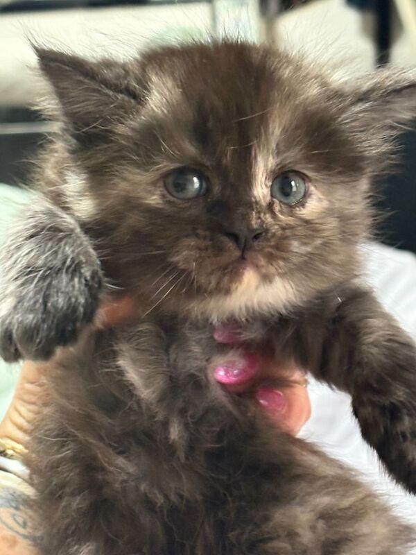 Half maincoon - Image 3 of 6