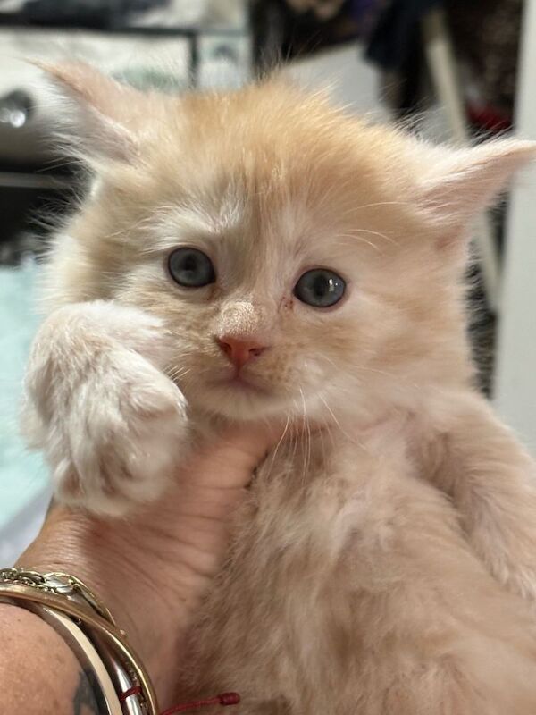 Half maincoon - Image 4 of 6