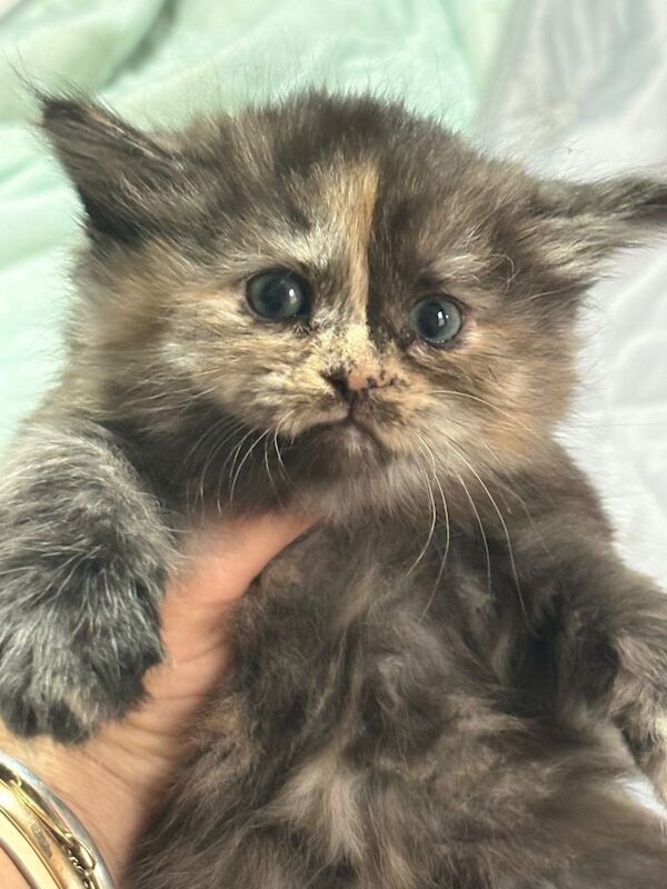 Half maincoon - Image 6 of 6