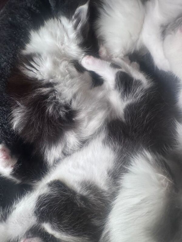 Maine Coon kittens for sale in Middleton, Greater Manchester – 7 weeks old