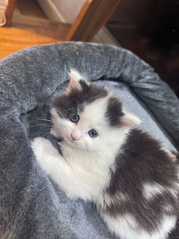 Maine Coon kittens for sale in Middleton, Greater Manchester – 7 weeks old - Image 2 of 5