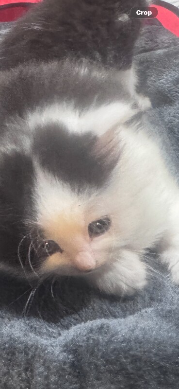 Maine Coon kittens for sale in Middleton, Greater Manchester – 7 weeks old - Image 3 of 5