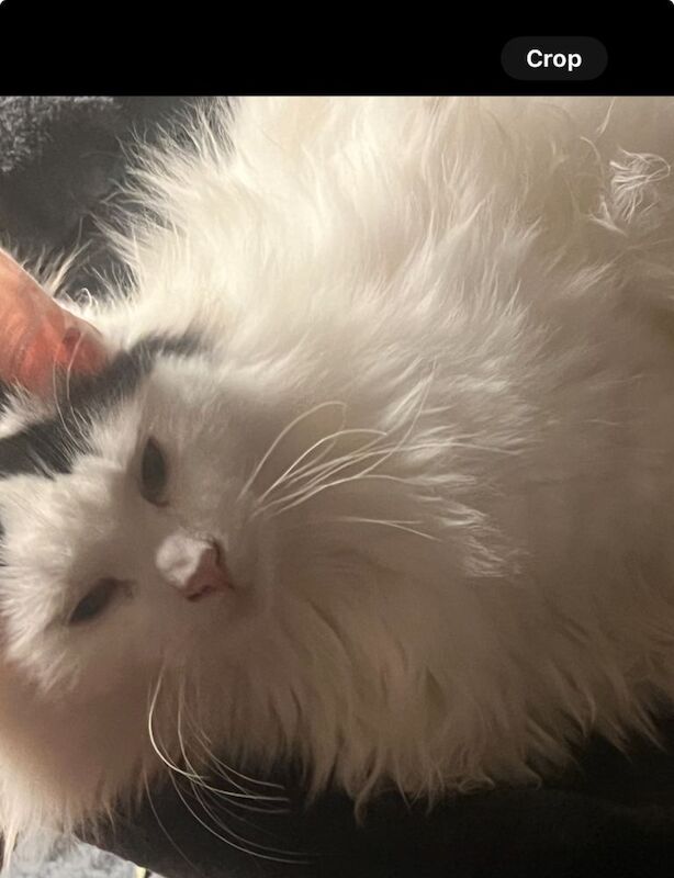 Maine Coon kittens for sale in Middleton, Greater Manchester – 7 weeks old - Image 4 of 5