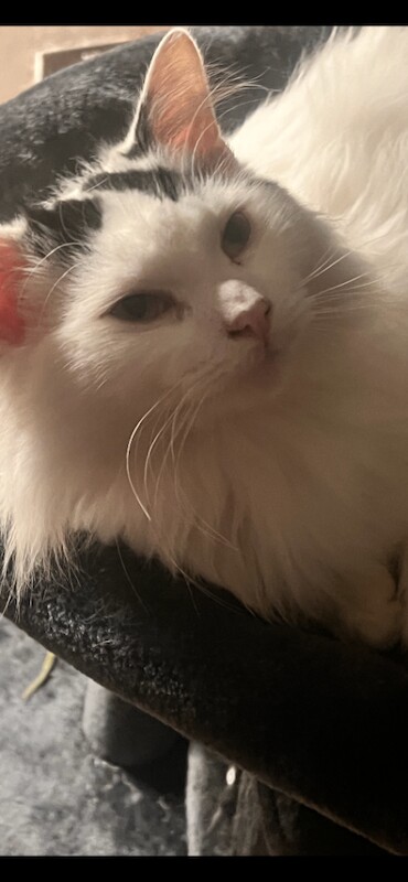 Maine Coon kittens for sale in Middleton, Greater Manchester – 7 weeks old - Image 5 of 5