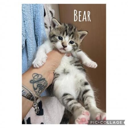 Buy and sell Maine Coon kittens and cats online | Maine Coon Owners